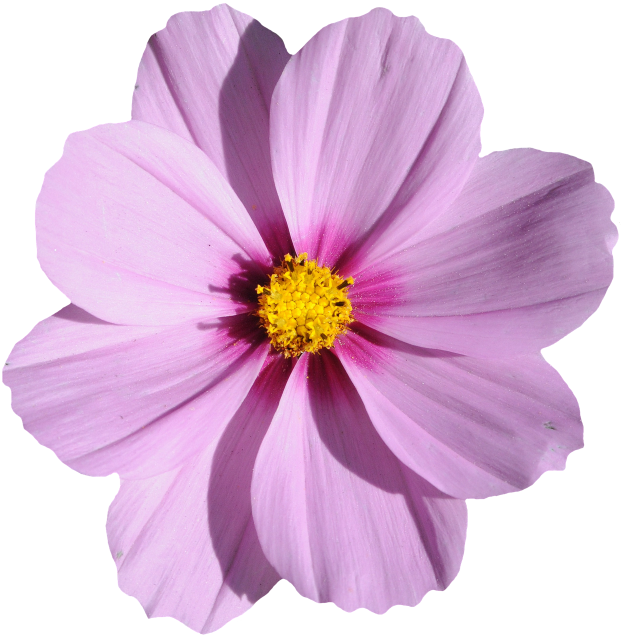 blossom, bloom, purple, summer, bloom, purple flower, nature, purple nature, flower purple, summer flowers, sun, flora, blossom, purple, purple flower, purple flower, purple flower, purple flower, purple flower, summer flowers, sun