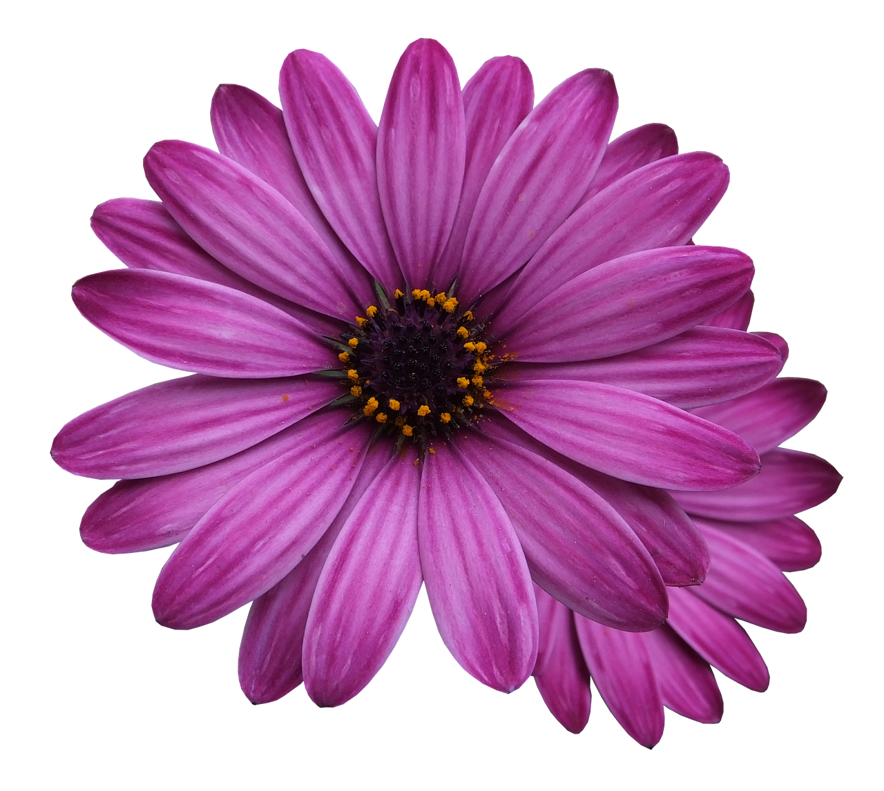 flower marigolds, purple flower, flowers png, flowers transparent background, flower background, for photoshop, flower purple, bright flowers, flower, purple, summer, nature, bloom, flora, flower bed, close-up, marigold, medicinal plants, calendula, calendula png, calendula transparent background, calendula officinalis, medicinal plant, summer flowers, cosmetology, natural product, flower wallpaper, herbal cosmetics, bud, petals, country house, flowers, botany, garden flower, beautiful flowers, beautiful, bright